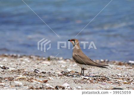 鱸魚燕尾3 39915059