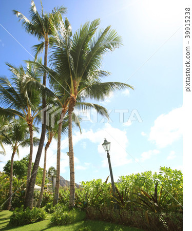 Tropical palm tree Tropical palm tree 39915238
