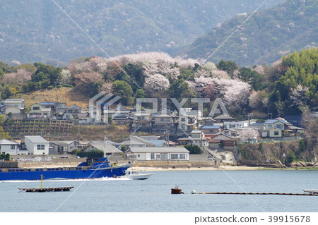 Yokohama Sakamachi Yokohama Park covered with cherry blossoms in full bloom 39915678