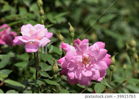 Rose (Rosakinensis minima) Rose (Rosakinensis minima) 39915763