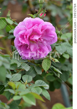 玫瑰（波旁女王） 39915784