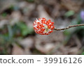 三椏 39916126