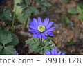 紫花 39916128