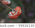 Mitumata紅色花 39916130