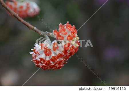 Mitumata紅色花 39916130
