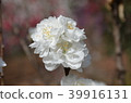  白花 39916131