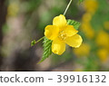 山吹 39916132