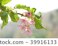 櫻花 39916133