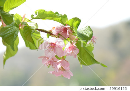 櫻花 39916133