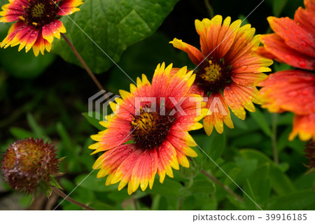 Gaira Rudia 39916185