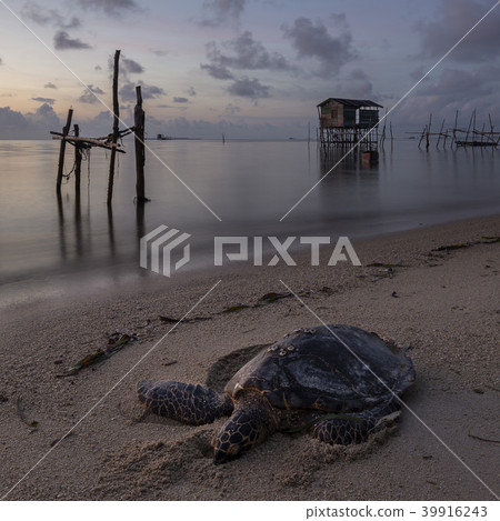Dead Turtle washed on a beach in Bintan, Indonesia Dead Turtle washed on a beach in Bintan, Indonesia 39916243