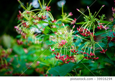 Rangoon Creeper, Chinese honey suckle Rangoon Creeper, Chinese honey suckle 39916294