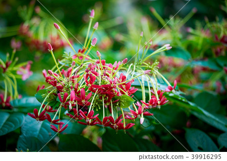 Rangoon Creeper, Chinese honey suckle 39916295