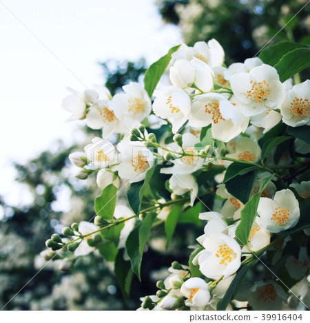 Jasmine-like flowers. Close up. Philadelphus. 39916404