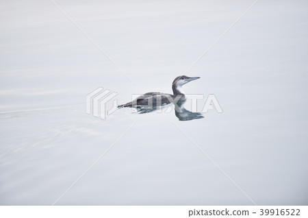 Avi野鳥（北海道） 39916522