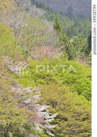 Spring image-Fresh green and Yamazakura Spring image-Fresh green and Yamazakura 39916794