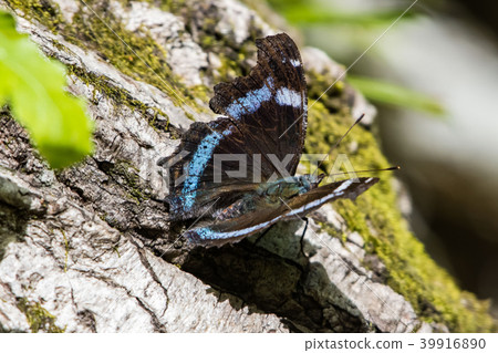 Adult overwintering butterfly 39916890