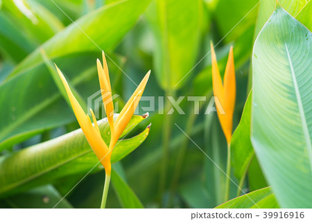 Bird of paradise flower Bird of paradise flower 39916916