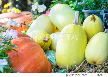 Bunch of pumpkins for sale 39916918