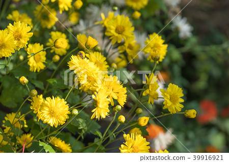 Chrysanthemum flowers bloom in garden 39916921