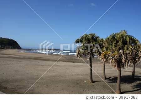 Tropical scenery Miyazaki Shirahama beach full of tropical scenery Tropical scenery Miyazaki Shirahama beach full of tropical scenery 39917065