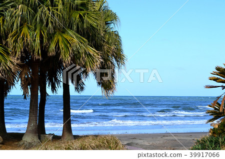 充滿熱帶風景的熱帶風景宮崎白濱海灘 39917066