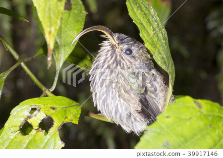 buff-tailed sicklebill hummingbird  39917146