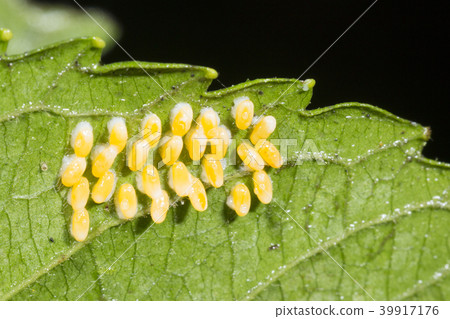 Clutch  of insect eggs  39917176