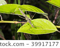 Spiny stick insect (Acanthoclonia sp.)  39917177