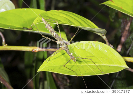 Spiny stick insect (Acanthoclonia sp.)  39917177