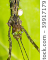 Spiny stick insect (Acanthoclonia sp.)  39917179