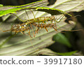 Spiny stick insect (Acanthoclonia sp.)  39917180