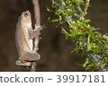 Crested Forest Toad (Rhinella margaritifera). 39917181