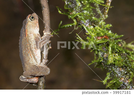 Crested Forest Toad (Rhinella margaritifera). Crested Forest Toad (Rhinella margaritifera). 39917181