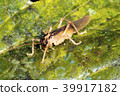 Predatory bush cricket  39917182