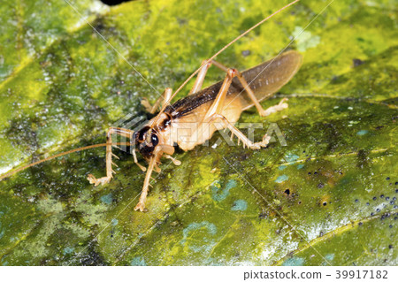 Predatory bush cricket Predatory bush cricket 39917182