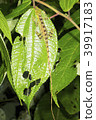Anolis lizard sleeping at night  39917183