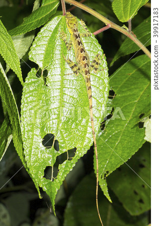 Anolis lizard sleeping at night Anolis lizard sleeping at night 39917183