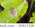 Rain frog (Pristimantis sp.)  39917206