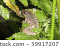 Rain frog (Pristimantis sp.)  39917207