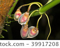 Growing aerial root tips of a rainforest climber 39917208