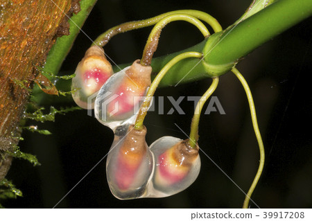 Growing aerial root tips of a rainforest climber Growing aerial root tips of a rainforest climber 39917208