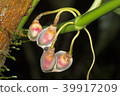 Growing aerial root tips of a rainforest climber 39917209