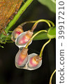 Growing aerial root tips of a rainforest climber 39917210