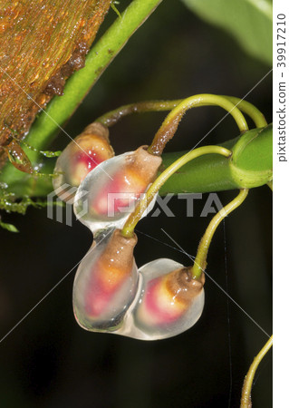 Growing aerial root tips of a rainforest climber Growing aerial root tips of a rainforest climber 39917210