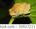 Roque Treefrog (Hyloscirtus phyllognathus) 39917211