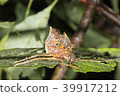 Leaf mimic katydid 39917212