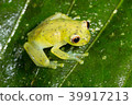 Glass Frog (Chimerella mariaelenae) 39917213