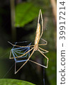 Ogre Faced Spider (Deinopis sp.) 39917214