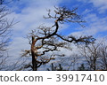 Dead tree 39917410